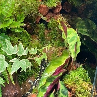 ☆杜のメダカイモリ・カエル飼育にオススメ！！パルダリウム完成品☆ライト