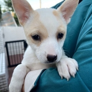 とってもかわいい白い子犬「ハロ」ちゃん♡