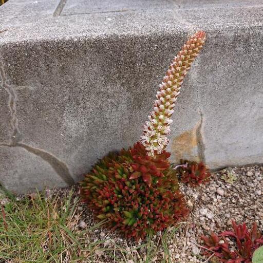 白い花が咲く多肉植物 にゃここにゃ 法界院のその他の中古あげます 譲ります ジモティーで不用品の処分 白い花が咲く多肉植物 にゃここにゃ 法界院のその他の中古あげます 譲ります ジモティーで不用品の処分