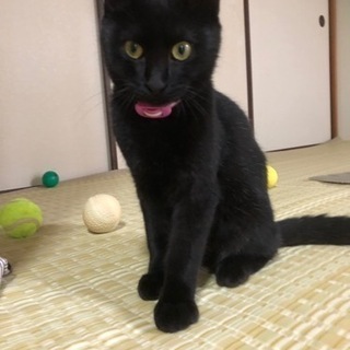 生後6ヶ月の黒猫くんです