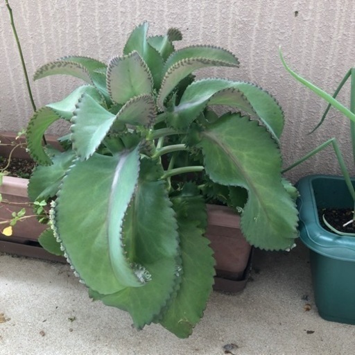 多肉植物 Yu N 宮崎のその他の中古あげます 譲ります ジモティーで不用品の処分