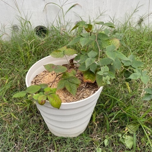 お話中 ブラックベリーの木 Kana 湘南海岸公園のその他の中古あげます 譲ります ジモティーで不用品の処分