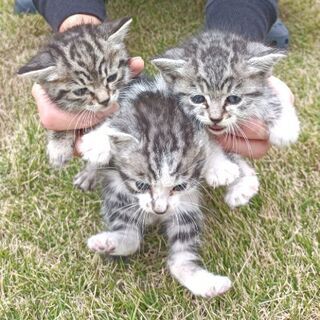 急募　かわいい子猫3匹います