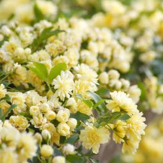 モッコウバラ、八重咲き黄色