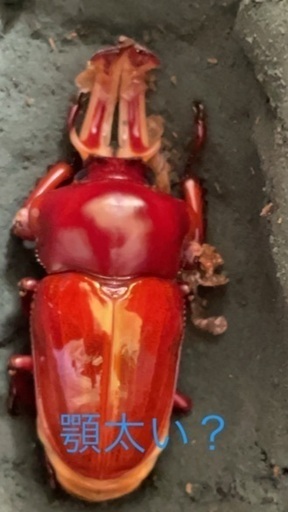 ニジイロクワガタブルーまじり？それとも青紋？ ニジイロクワガタブルーまじり？それとも青紋？