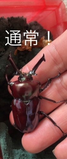 ニジイロクワガタブルーまじり？それとも青紋？ ニジイロクワガタブルーまじり？それとも青紋？