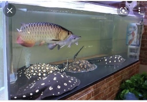 飼えなくなった大型淡水魚 熱帯魚 古代魚 引き取りいたします ぐっさん 大阪の買いたい くださいの助け合い ジモティー