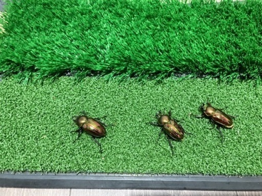 ニジイロクワガタ♂♀♀