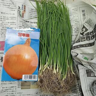 【ネット決済】甘みの強い早生玉ねぎ苗100本