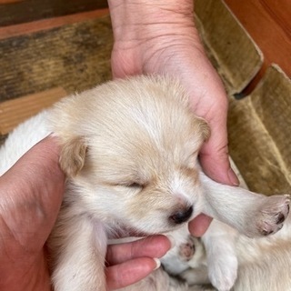 子犬が産まれました。 − 栃木県