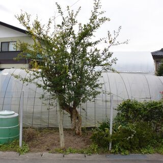 ザクロの木　古木