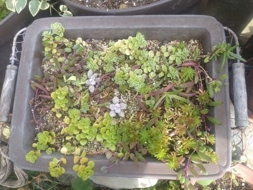 ☆　多肉植物　寄せ植え　屋外ＯＫ　鉢付き　☆
