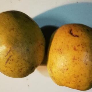 【ネット決済】季節の果実❰花梨(かりん)❱