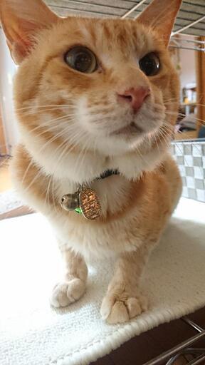 茶トラを保護しています 飼い主さんに繋がりますように 角田の猫の里親募集 ジモティー