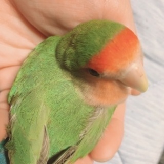 コザクラインコ♀生後約1年 - 今治市