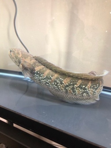 コウタイ