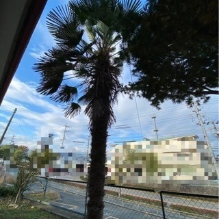 長野県で庭木を買い取ってくれる業者を知りたい！