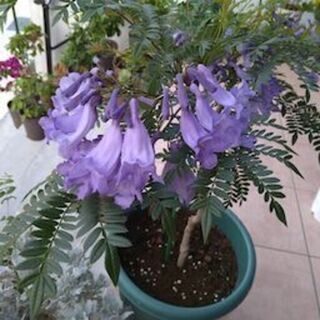 　矮性ジャカランダ ブルーブロッサム ビューイング　