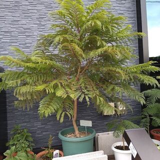 　矮性ジャカランダ ブルーブロッサム ビューイング　