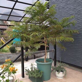 矮性ジャカランダ ブルーブロッサム ビューイング