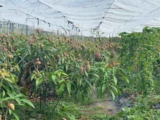 農業学校 自然栽培マンゴー体験入学会 村長ネッタちゃん てだこ浦西の生活知識の生徒募集 教室 スクールの広告掲示板 ジモティー