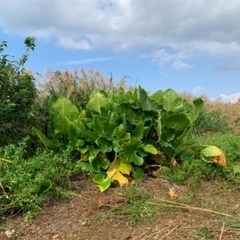 【ネット決済】クワズイモ　地植え