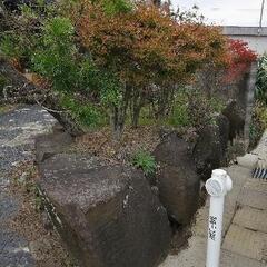 庭石　松の木　土　ツツジ