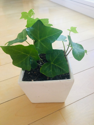 蔓系観葉植物 ミニ鉢 Niko 加美のインテリア雑貨 小物 その他 の中古あげます 譲ります ジモティーで不用品の処分 蔓系観葉植物 ミニ鉢 Niko 加美のインテリア雑貨 小物 その他 の中古あげます 譲ります ジモティーで不用品の処分