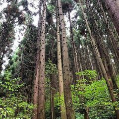 【成約済】山林物件 青森県三戸郡新郷村の画像