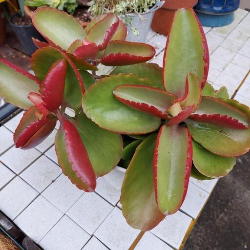カランコエ 多肉植物 走れるデブ 神立の家電の中古あげます 譲ります ジモティーで不用品の処分