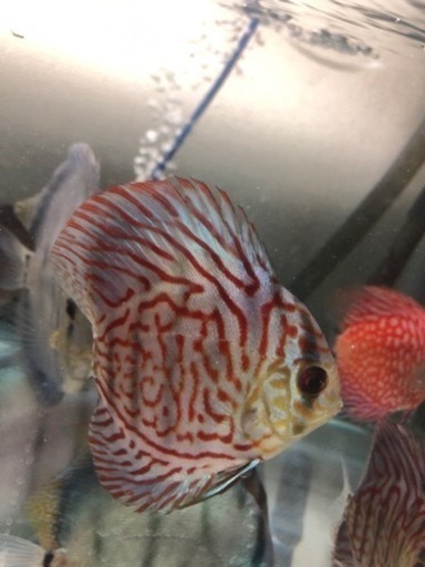 ディスカス