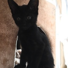 【一時募集停止】黒猫好きさん必見2ヶ月女の子