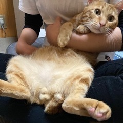 里親様決まりました♡ - 猫