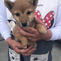 豆柴の男の子販売中！