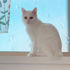 ♡とっても綺麗な白猫シスターズ♡