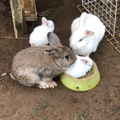 子ウサギの里親募集します(ご連絡頂いた方々有難うございました)