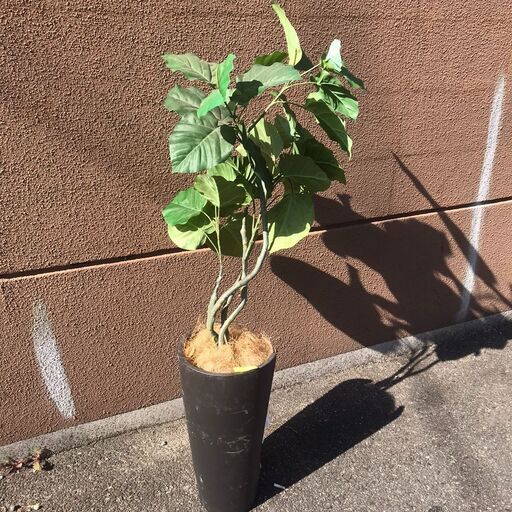 人工観葉植物 フェイクグリーン 訳アリ Clcl1010 十三の家具の中古あげます 譲ります ジモティーで不用品の処分