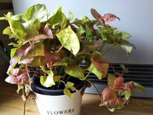 観葉植物 ピンクシンゴニウム まろん プロフ必読 白石の家庭用品 ガーデニング の中古あげます 譲ります ジモティーで不用品の処分