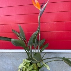 中古極楽鳥花が無料 格安で買える ジモティー