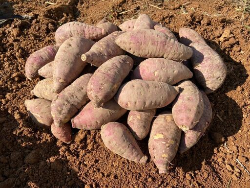 サツマイモ 愛知県産 100kg 無農薬