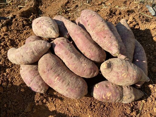 サツマイモ　　愛知県産　１００ｋｇ　 無農薬