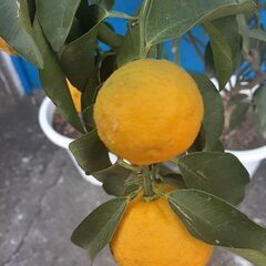 ゆず 柚の木 鉢植え ガーデニング 