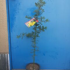 【ネット決済】110cm ミモザアカシア 鉢植え ガーデニング