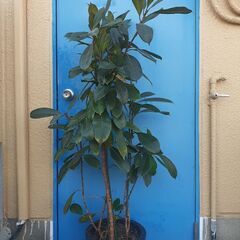 150cm フィカス  観葉植物 ガーデニング 鉢植え