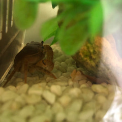 中古サワガニが無料 格安で買える ジモティー