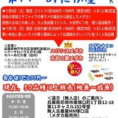 お得な企画します☆大好況だった大量ユリシスが2021/11/6(...