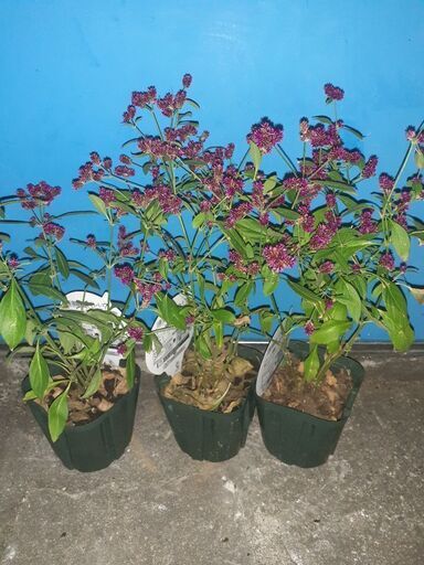 8個セット 千日小坊 花苗 ガーデニング 花鉢 鉢植え かな 朝日野の家庭用品 ガーデニング の中古あげます 譲ります ジモティーで不用品の処分