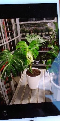 斑入りモンステラ