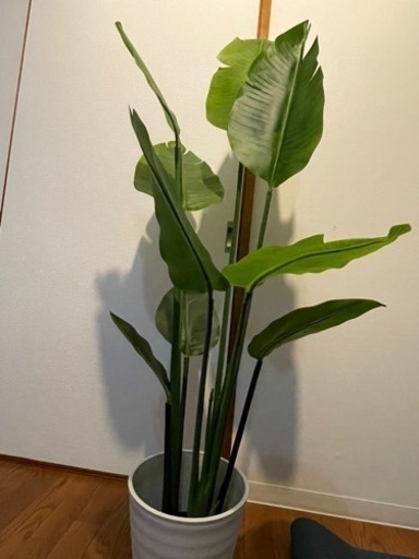 観葉植物