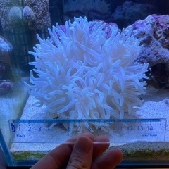 ロングテンタクルアネモネの中古が安い 激安で譲ります 無料であげます ジモティー